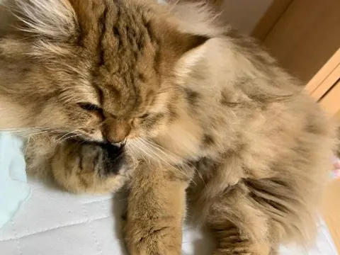 みさの写メ日記|トリプルA 吉原高級店ソープ