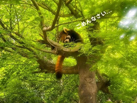 イヴの写メ日記｜トリプルA 吉原高級店ソープ