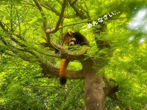イヴの写メ日記｜トリプルA 吉原高級店ソープ