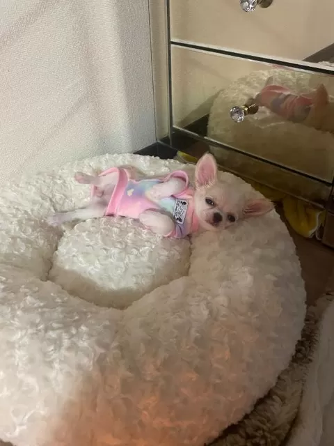花風（はなか）の写メ日記｜クラブオアシス 吉原大衆店ソープ
