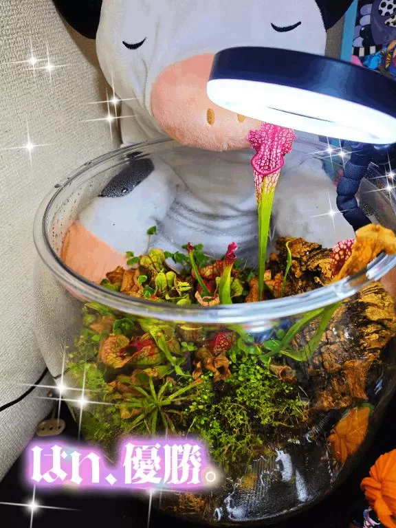 小桜みるく。の写メ日記｜エトワール 吉原高級店ソープ