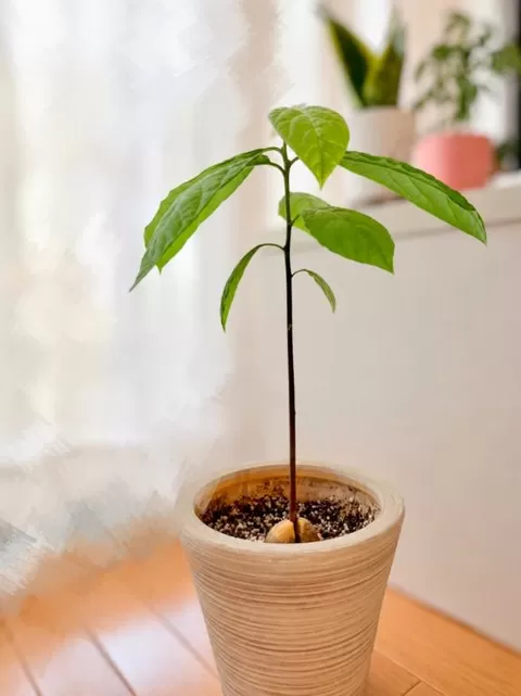 五月 ゆうの写メ日記｜エトワール 吉原高級店ソープ