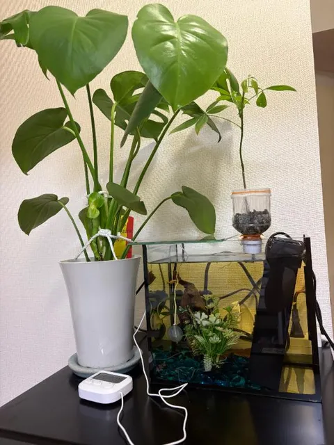 きぃ【20代】の写メ日記｜ガータープリンセス&ミセス 吉原格安店ソープ