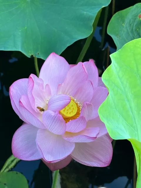 あやのの写メ日記｜秘書室 吉原高級店ソープ
