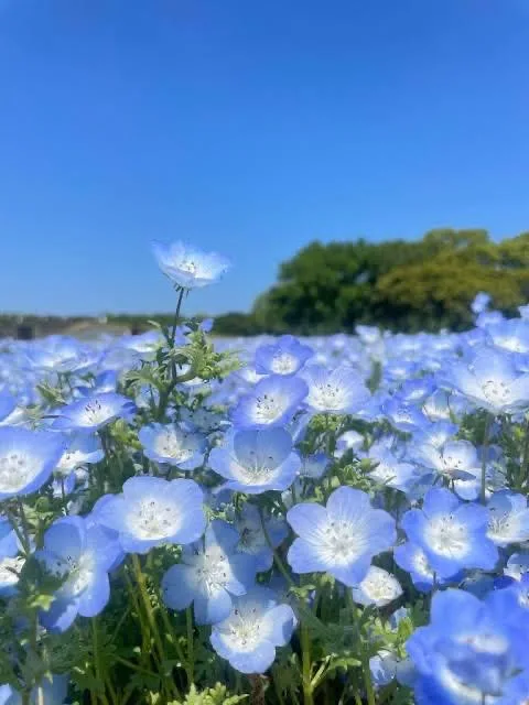 ななせの写メ日記｜ルピナス 吉原高級店ソープ