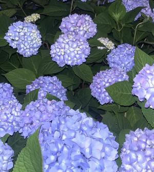 Enaの写メ日記｜プレミアム 川崎高級店ソープ