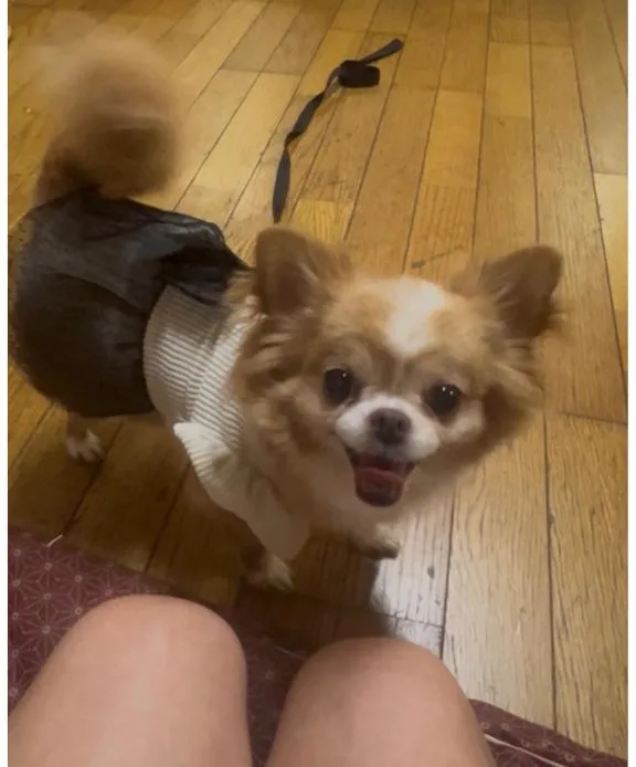 一条彩香の写メ日記｜プレジデントクラブ 吉原高級店ソープ