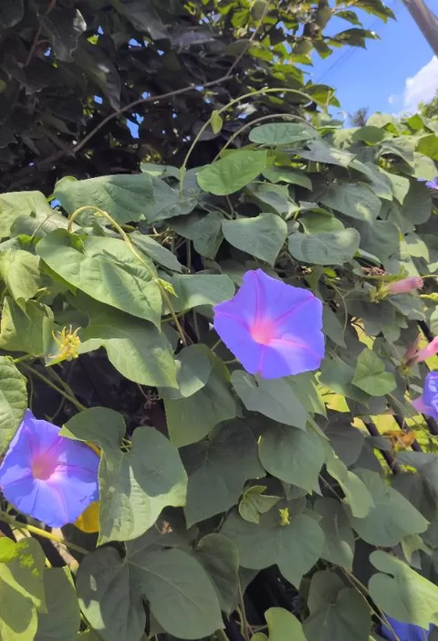 上原亜希子の写メ日記｜プレジデントハウス 吉原大衆店ソープ