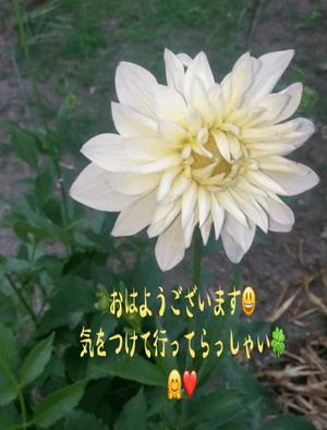 天海佑梨の写メ日記｜プレジデントハウス 吉原大衆店ソープ