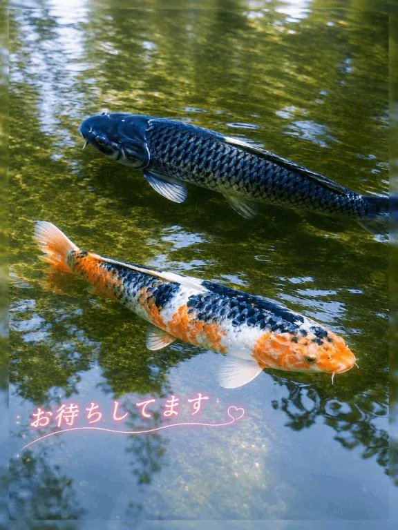 高坂志乃の写メ日記｜プレジデントハウス 吉原大衆店ソープ
