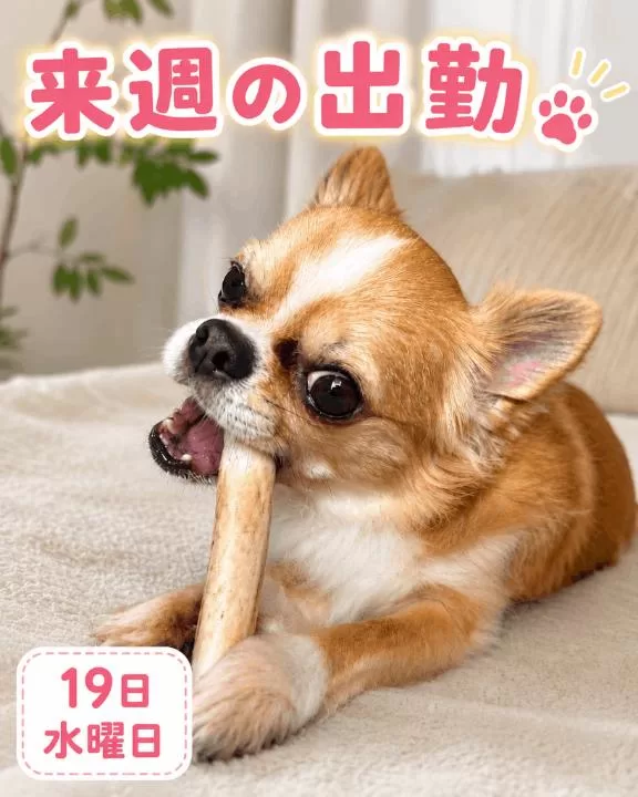琴音みやびの写メ日記｜プレジデントハウス 吉原大衆店ソープ