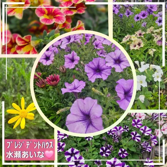 水瀬あいなの写メ日記｜プレジデントハウス 吉原大衆店ソープ