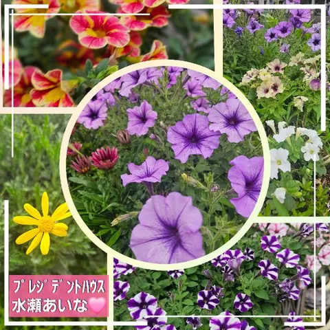 水瀬あいなの写メ日記｜プレジデントハウス 吉原大衆店ソープ