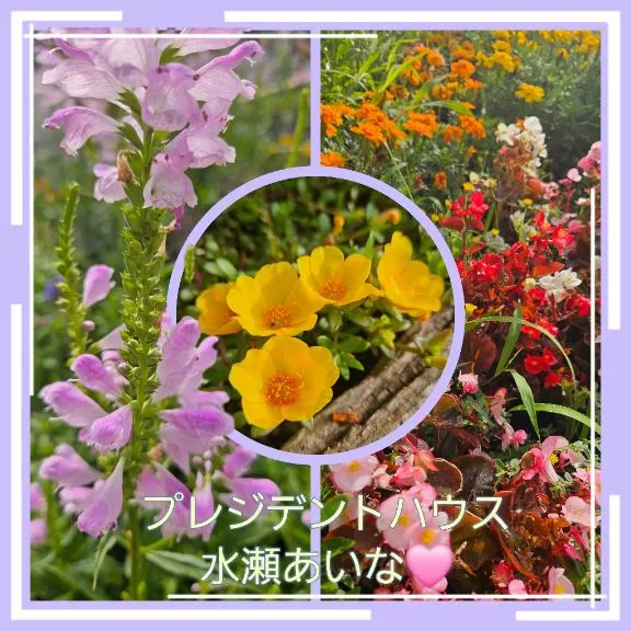 水瀬あいなの写メ日記｜プレジデントハウス 吉原大衆店ソープ