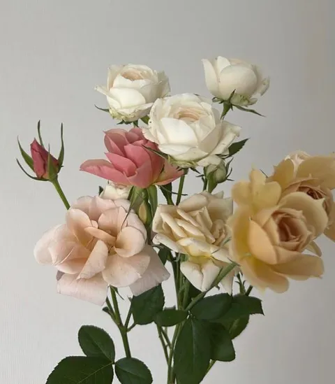 橘 みわの写メ日記｜プレジデントハウス 吉原大衆店ソープ