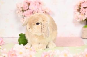 雪平奈々の写メ日記｜ローテンブルク 吉原高級店ソープ