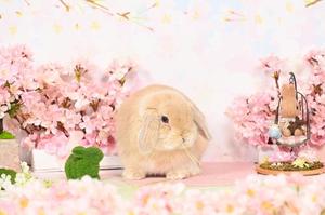 雪平奈々の写メ日記｜ローテンブルク 吉原高級店ソープ
