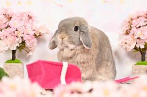 雪平奈々の写メ日記｜ローテンブルク 吉原高級店ソープ