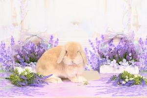 雪平奈々の写メ日記｜ローテンブルク 吉原高級店ソープ