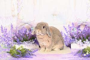 雪平奈々の写メ日記｜ローテンブルク 吉原高級店ソープ