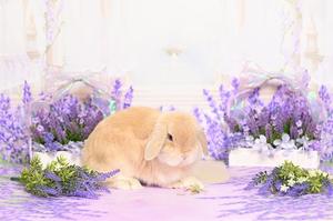 雪平奈々の写メ日記｜ローテンブルク 吉原高級店ソープ