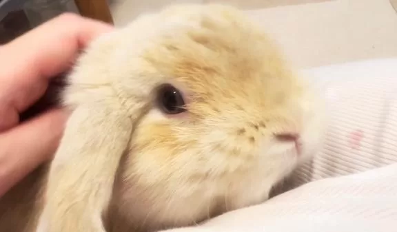 雪平奈々の写メ日記｜ローテンブルク 吉原高級店ソープ