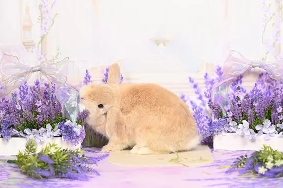 雪平奈々の写メ日記｜ローテンブルク 吉原高級店ソープ