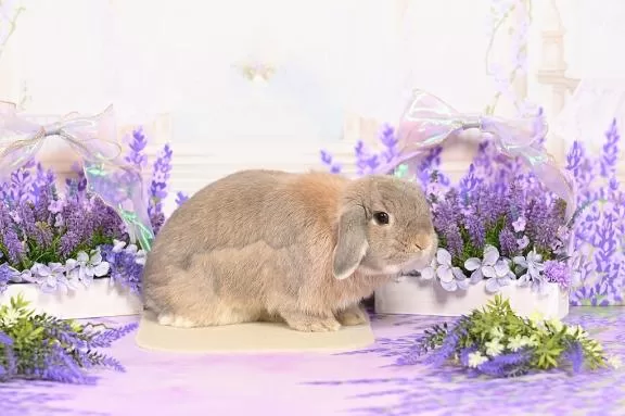 雪平奈々の写メ日記｜ローテンブルク 吉原高級店ソープ