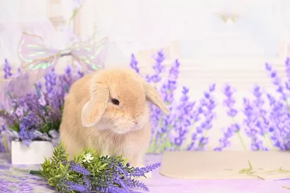 雪平奈々の写メ日記｜ローテンブルク 吉原高級店ソープ