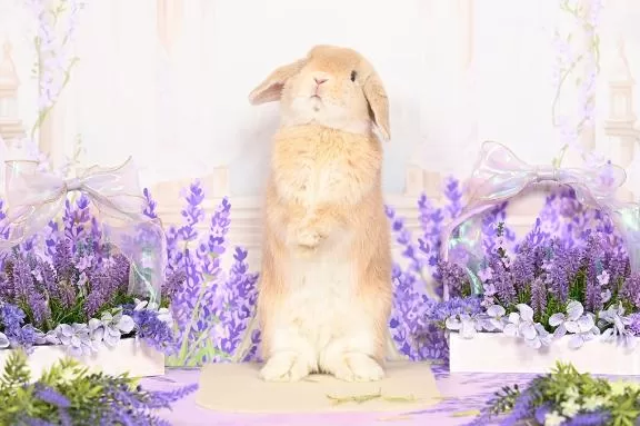 雪平奈々の写メ日記｜ローテンブルク 吉原高級店ソープ