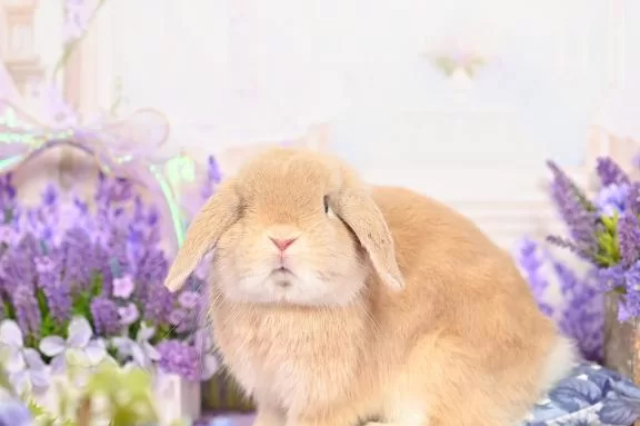 雪平奈々の写メ日記｜ローテンブルク 吉原高級店ソープ