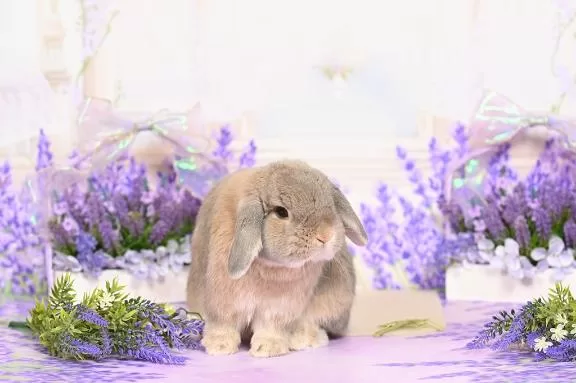 雪平奈々の写メ日記｜ローテンブルク 吉原高級店ソープ