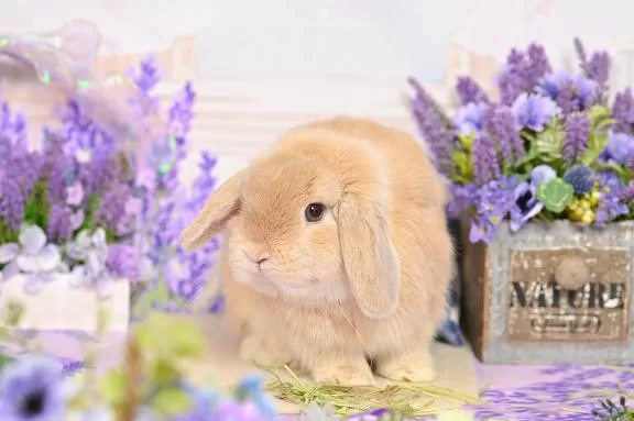 雪平奈々の写メ日記｜ローテンブルク 吉原高級店ソープ