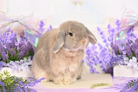 雪平奈々の写メ日記｜ローテンブルク 吉原高級店ソープ