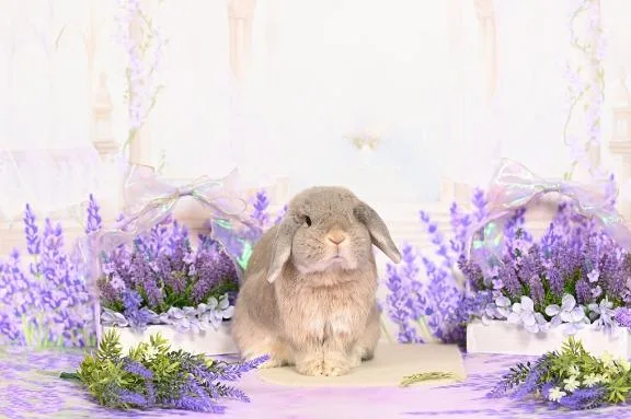 雪平奈々の写メ日記｜ローテンブルク 吉原高級店ソープ