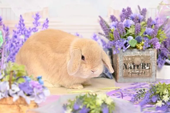 雪平奈々の写メ日記｜ローテンブルク 吉原高級店ソープ