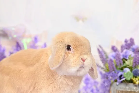 雪平奈々の写メ日記｜ローテンブルク 吉原高級店ソープ