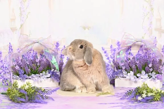 雪平奈々の写メ日記｜ローテンブルク 吉原高級店ソープ