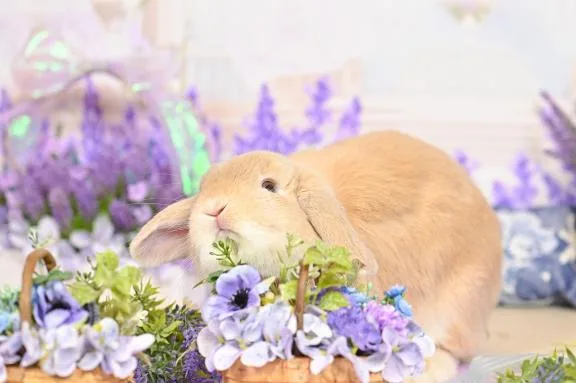 雪平奈々の写メ日記｜ローテンブルク 吉原高級店ソープ