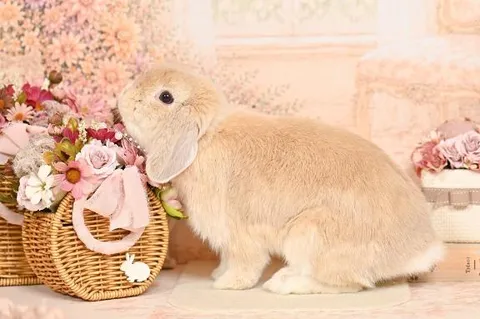 雪平奈々の写メ日記｜ローテンブルク 吉原高級店ソープ
