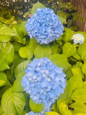 長澤舞美の写メ日記｜ローテンブルク 吉原高級店ソープ