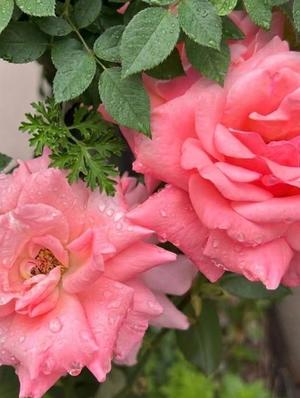 長澤舞美の写メ日記｜ローテンブルク 吉原高級店ソープ