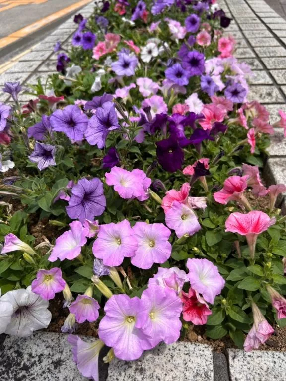 長澤舞美の写メ日記｜ローテンブルク 吉原高級店ソープ