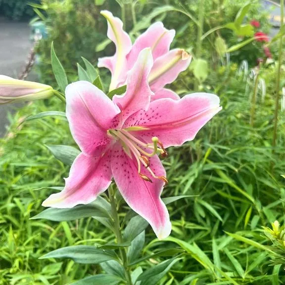 菜々穂の写メ日記｜ローテンブルク 吉原高級店ソープ