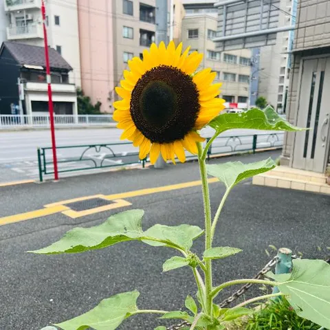 菜々穂の写メ日記｜ローテンブルク 吉原高級店ソープ