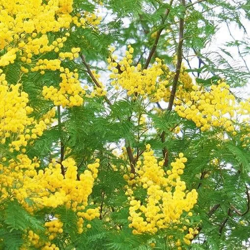 菜々穂の写メ日記｜ローテンブルク 吉原高級店ソープ