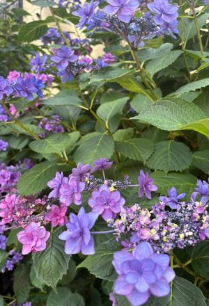伊原知花の写メ日記｜ローテンブルク 吉原高級店ソープ