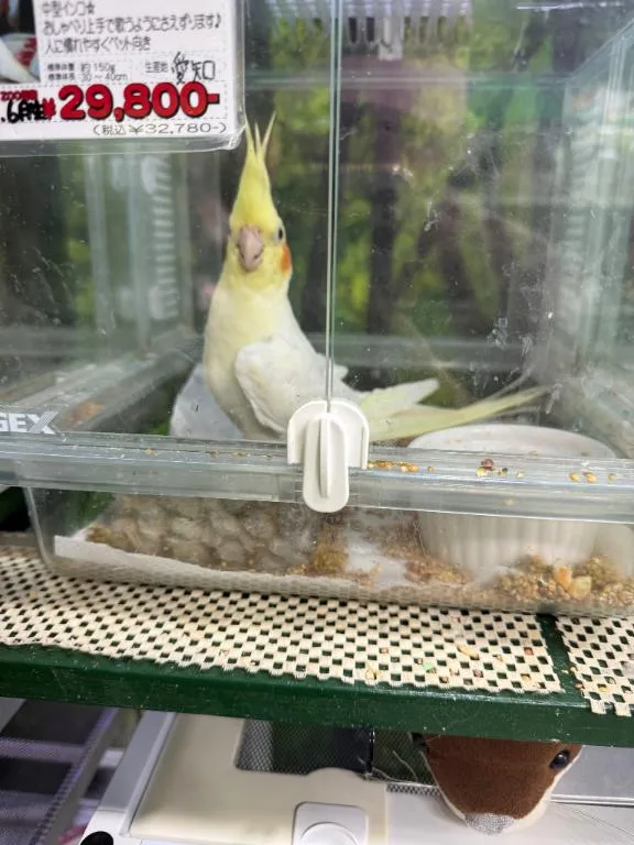柚木梨七の写メ日記｜ローテンブルク 吉原高級店ソープ