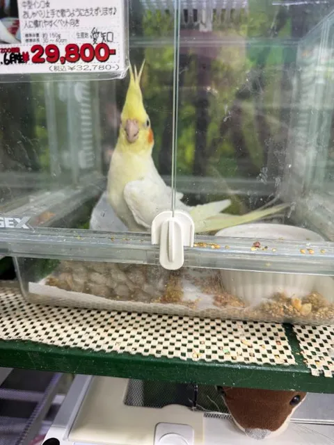 柚木梨七の写メ日記｜ローテンブルク 吉原高級店ソープ