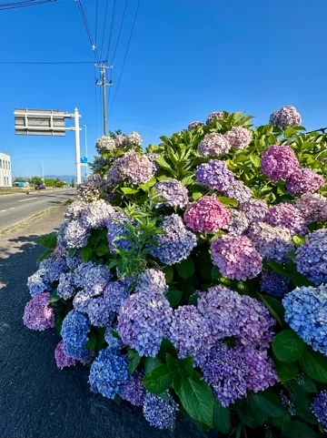 早乙女りえの写メ日記｜ローテンブルク 吉原高級店ソープ